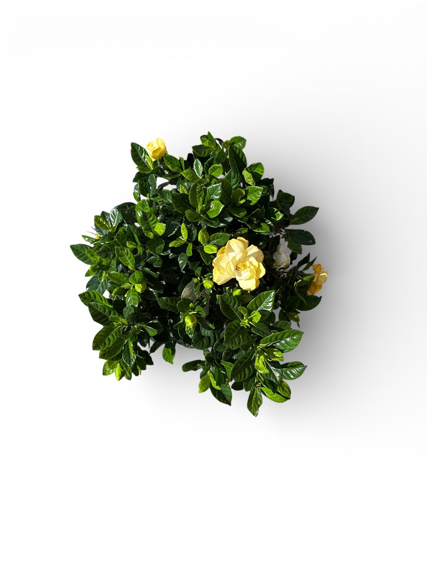 06" Gardenia Veitchii Braid