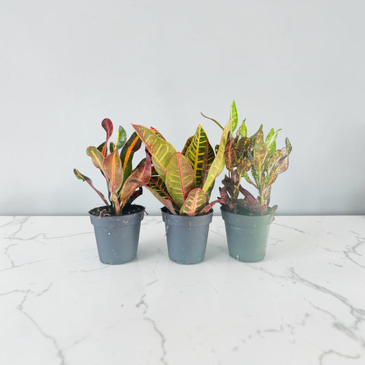 4" Croton Assorted