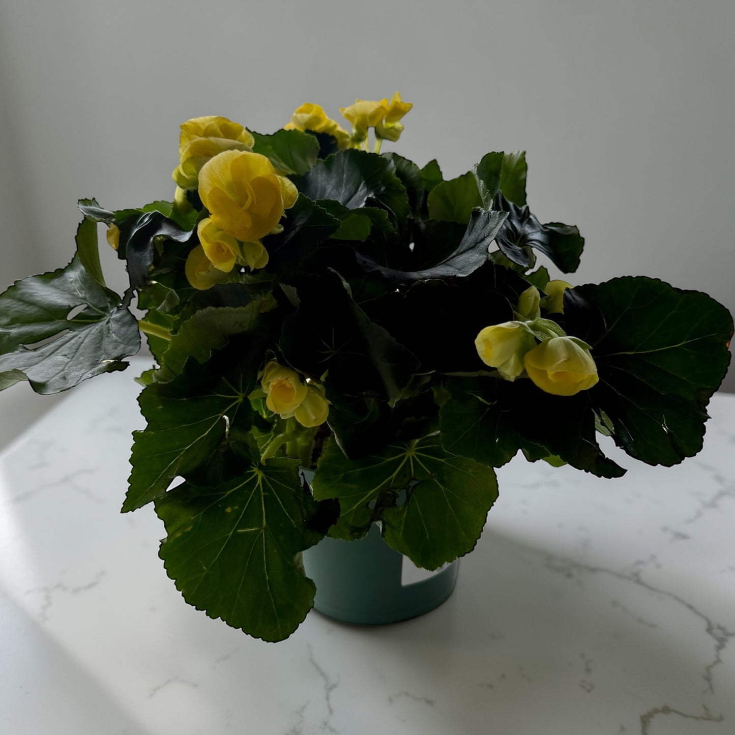 6” Begonia Reiger
