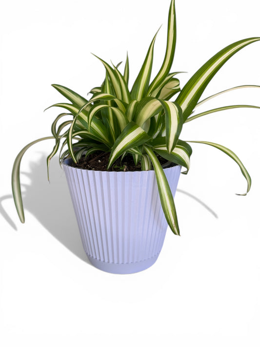 4” Decorative Ruffled Pot