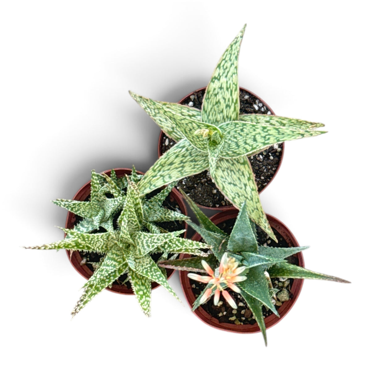 4" Aloe Hybrid Assorted