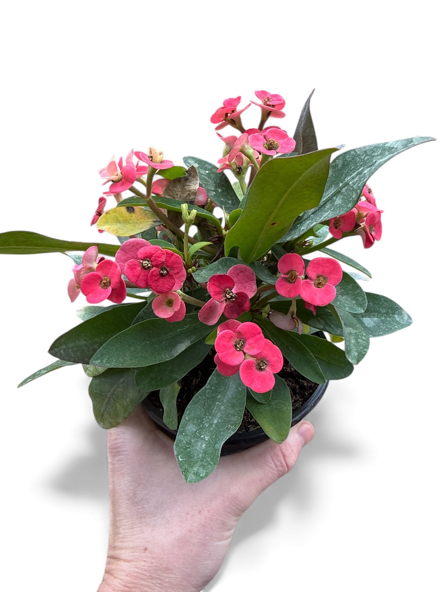 5” Crown of Thorns