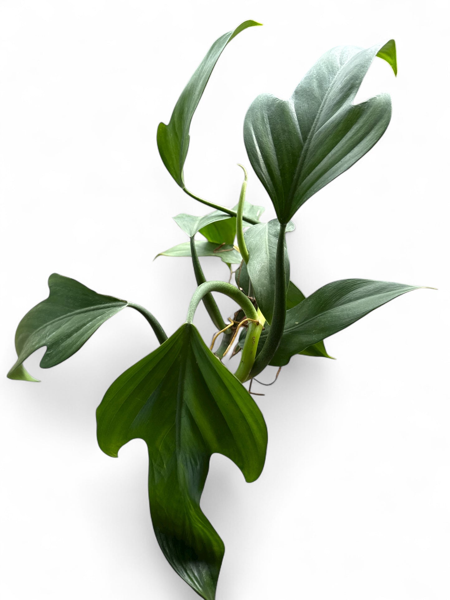 4” Philodendron Panduriforme