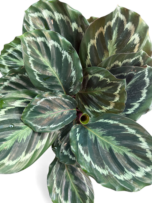 6” Calathea Medallion
