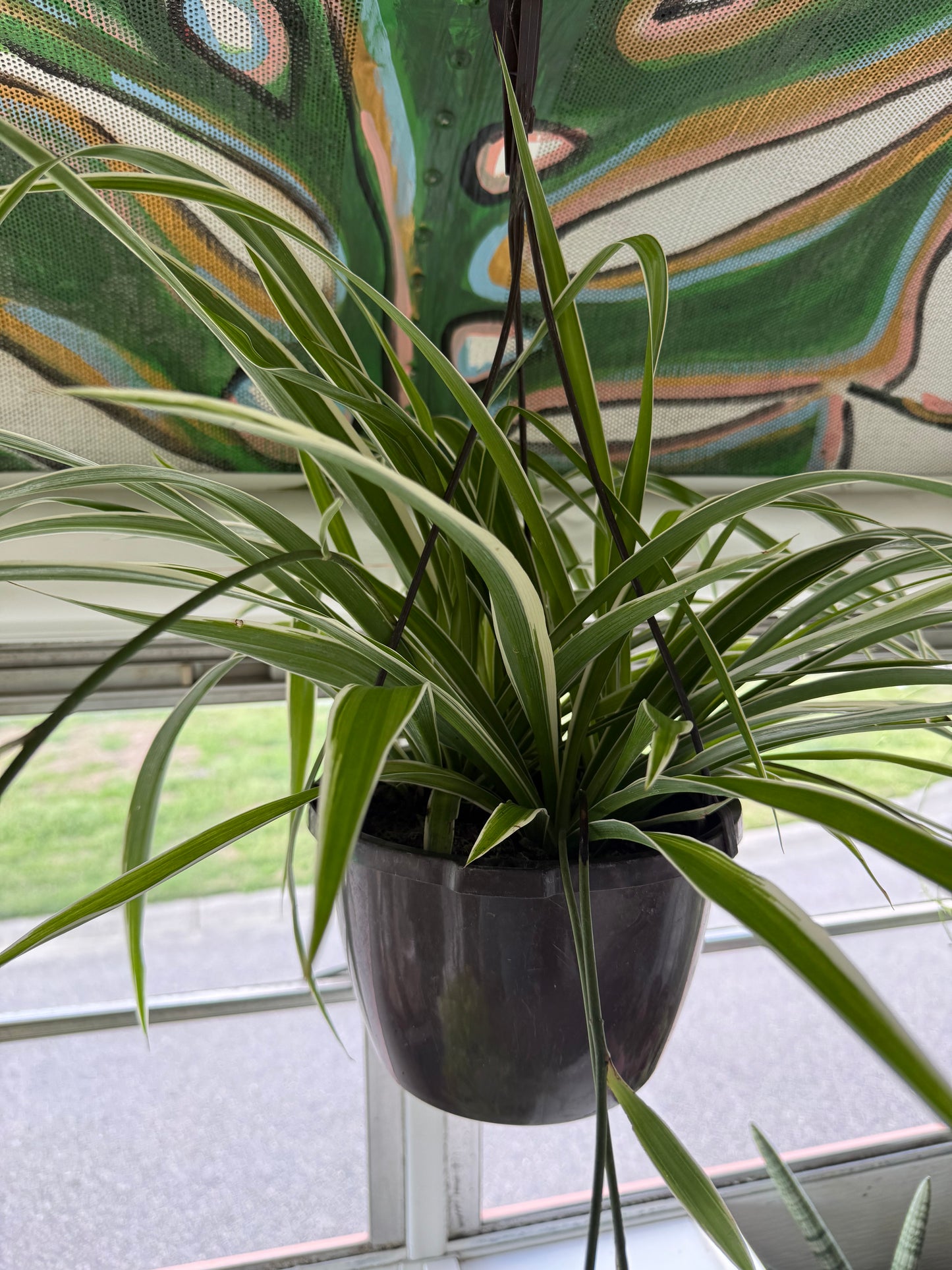 8" Spider Plant - Variegatum (HB)