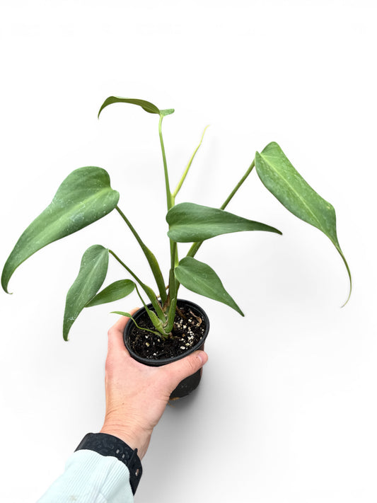 4" Philodendron Burle Marx Flame
