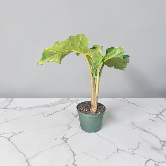 6" Alocasia Low Rider