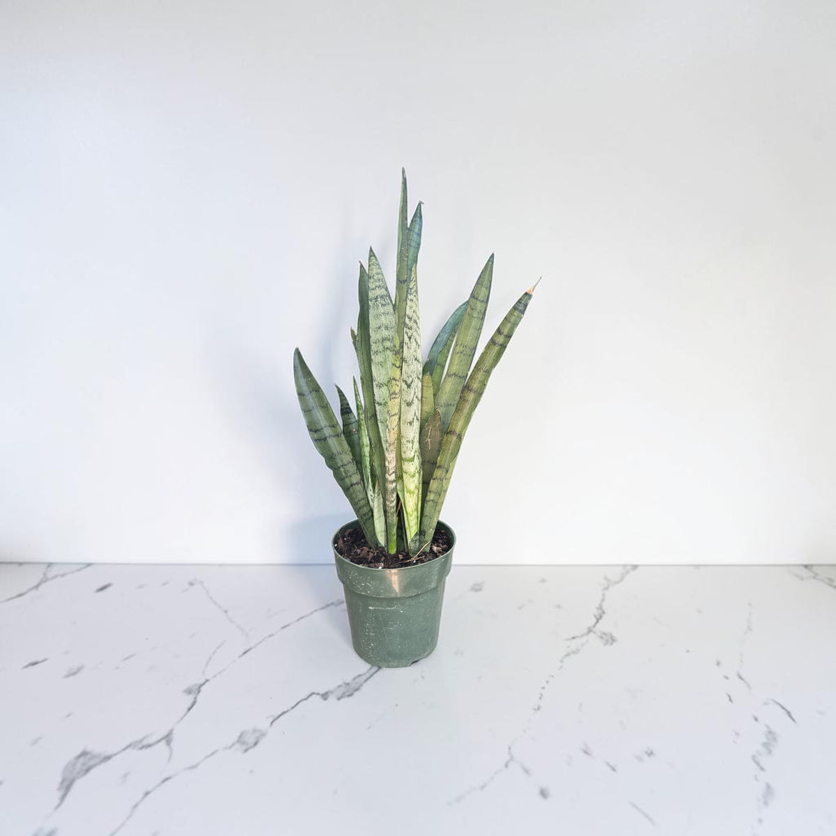 6" Sansevieria Spearmint