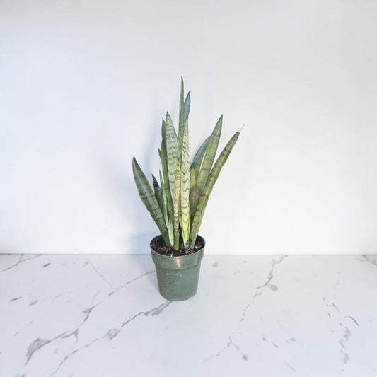 6" Sansevieria Spearmint