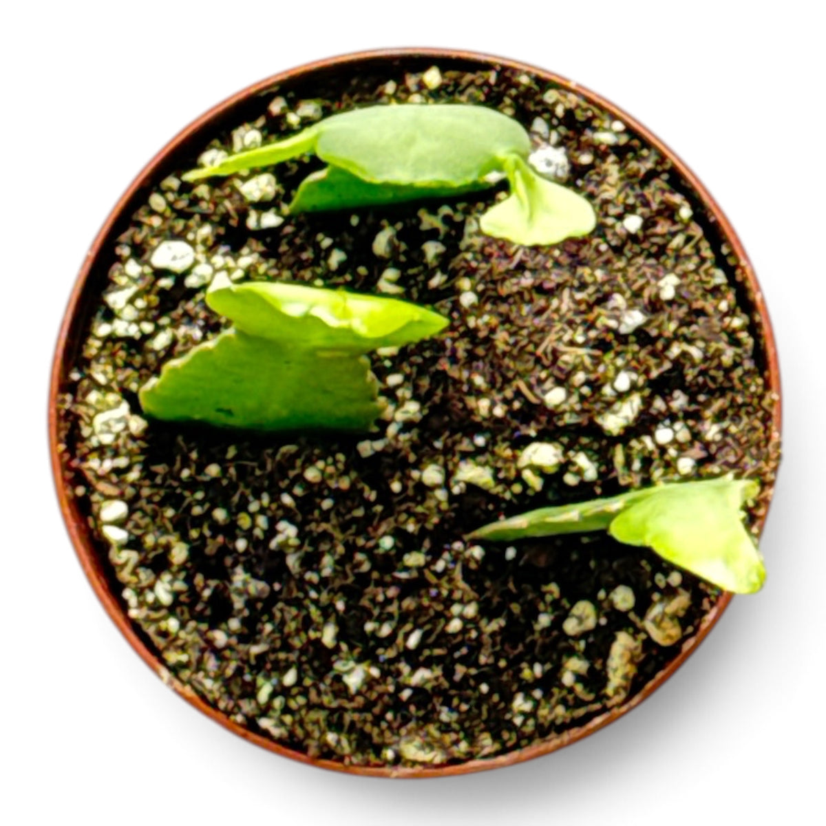 4" Cactus Orchid