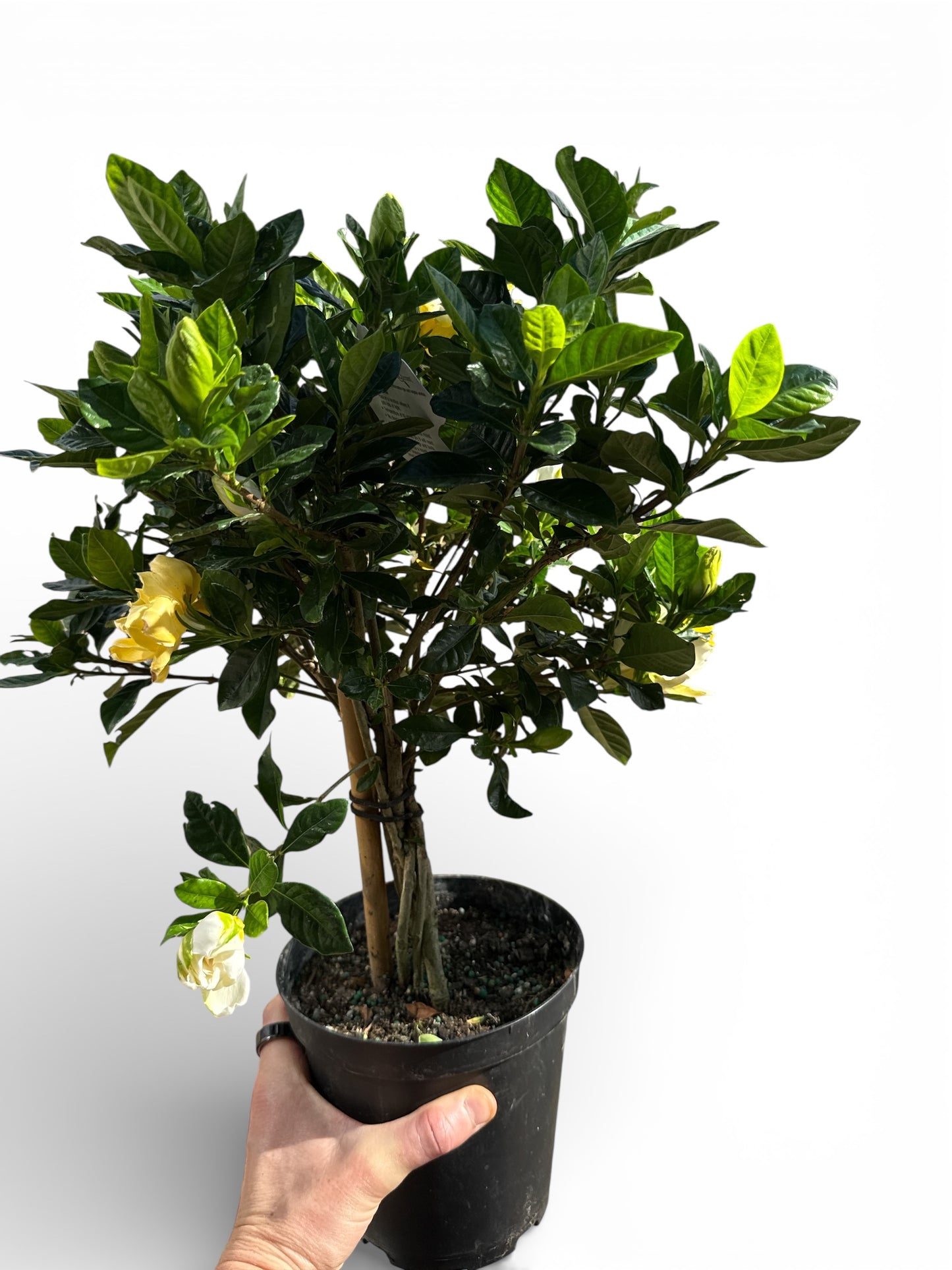 06" Gardenia Veitchii Braid