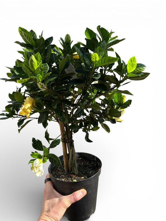 06" Gardenia Veitchii Braid