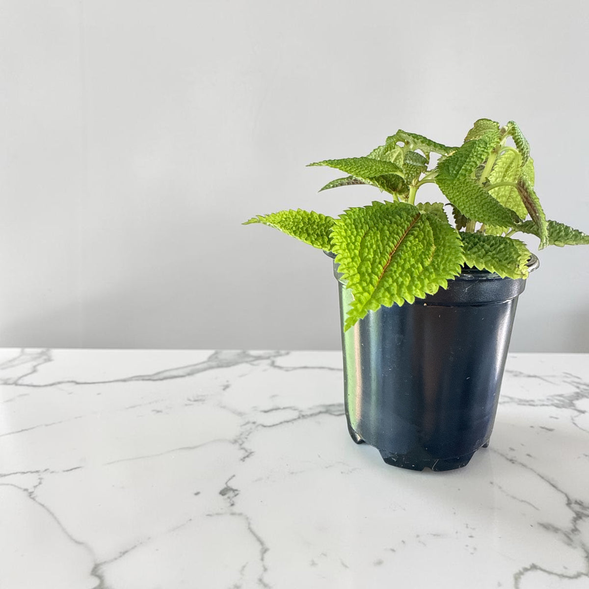 4" Pilea Moon Valley