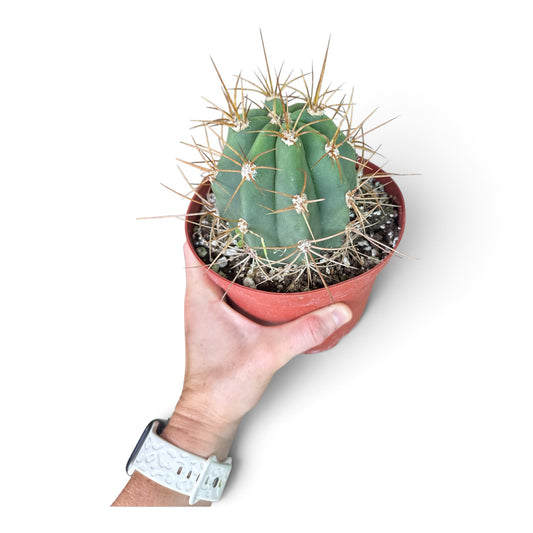 6" Cactus Assorted