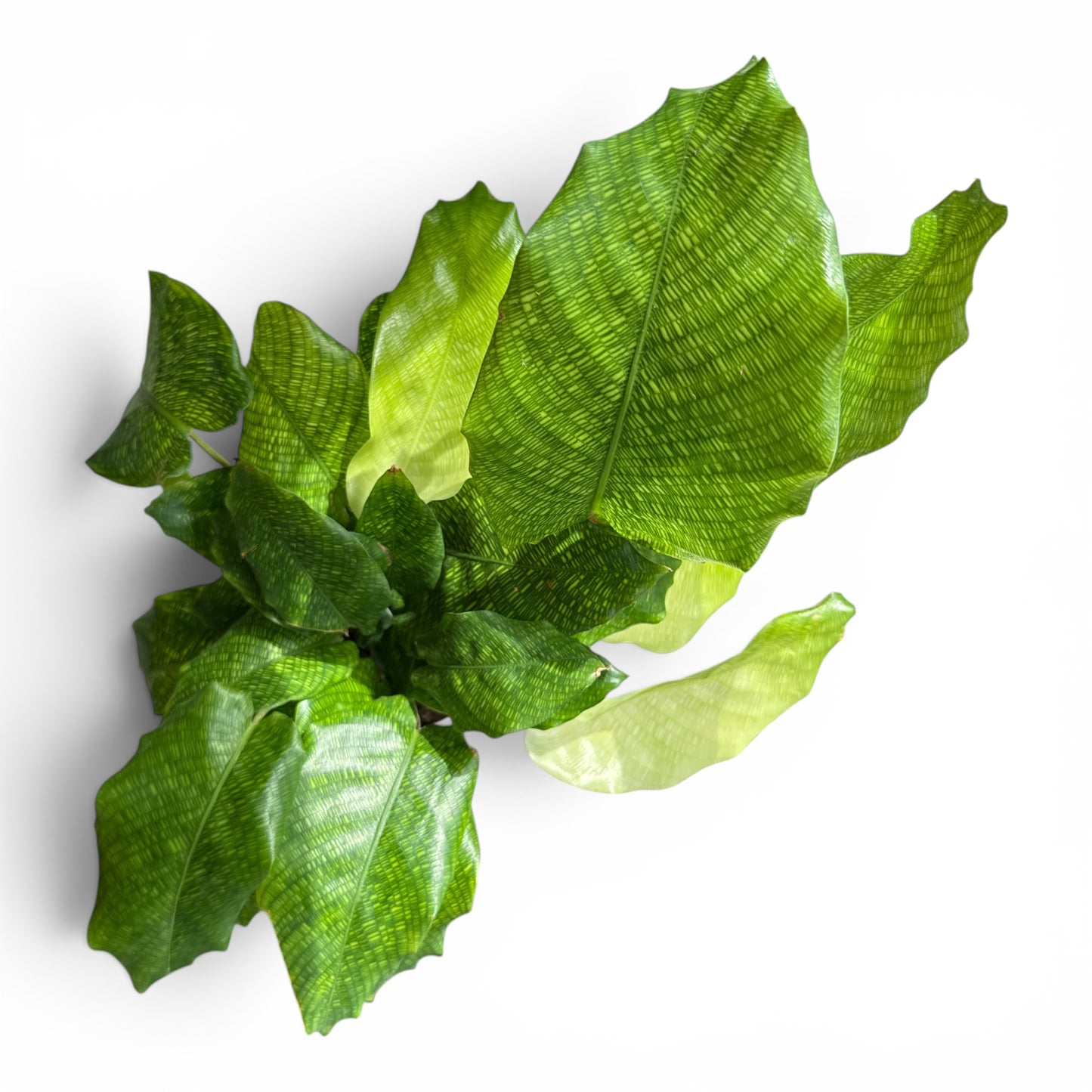 4” Calathea Network
