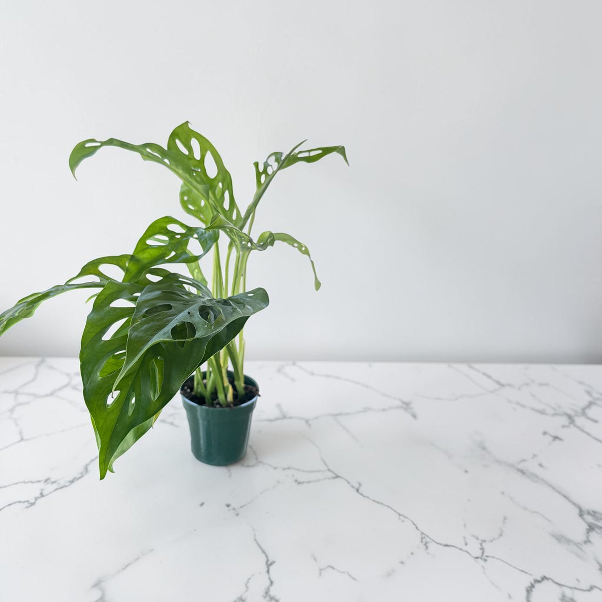 4" Philodendron Swiss Cheese