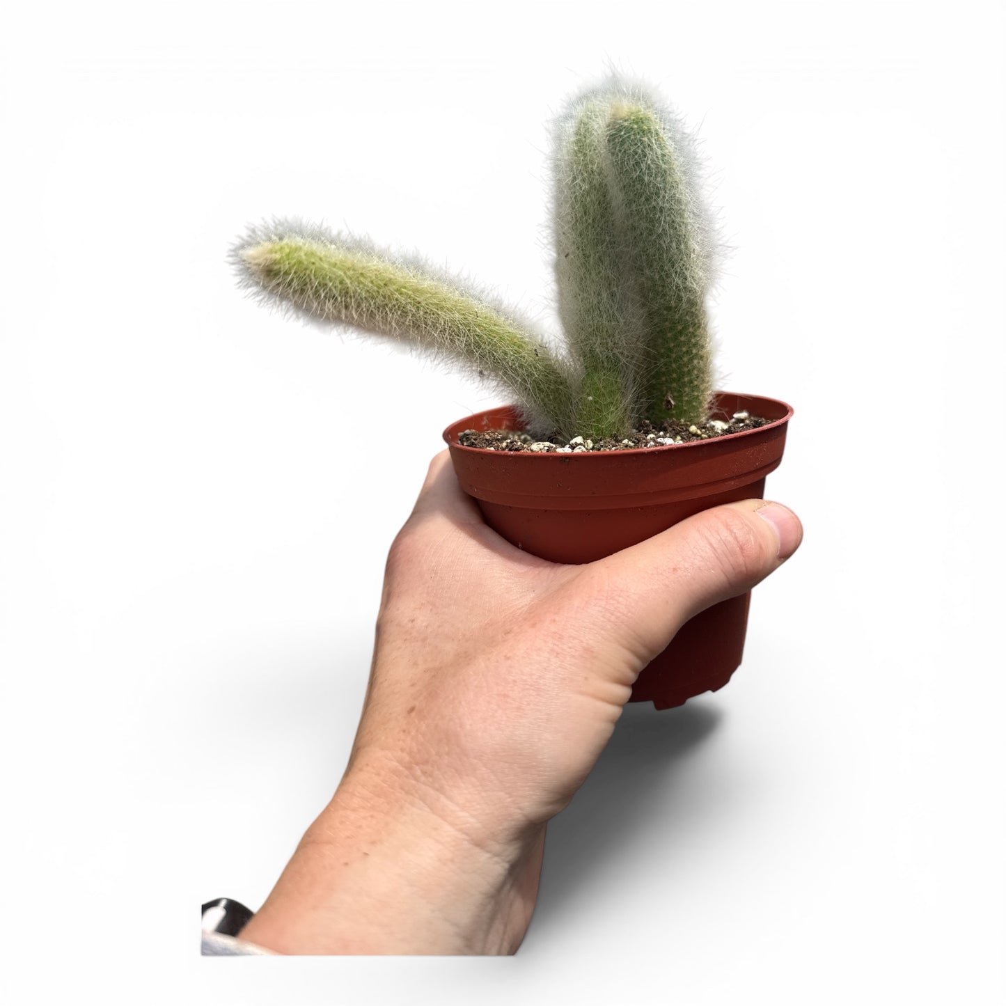 4” Cactus Foxtail