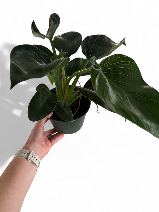 6" Philodendron Birkin