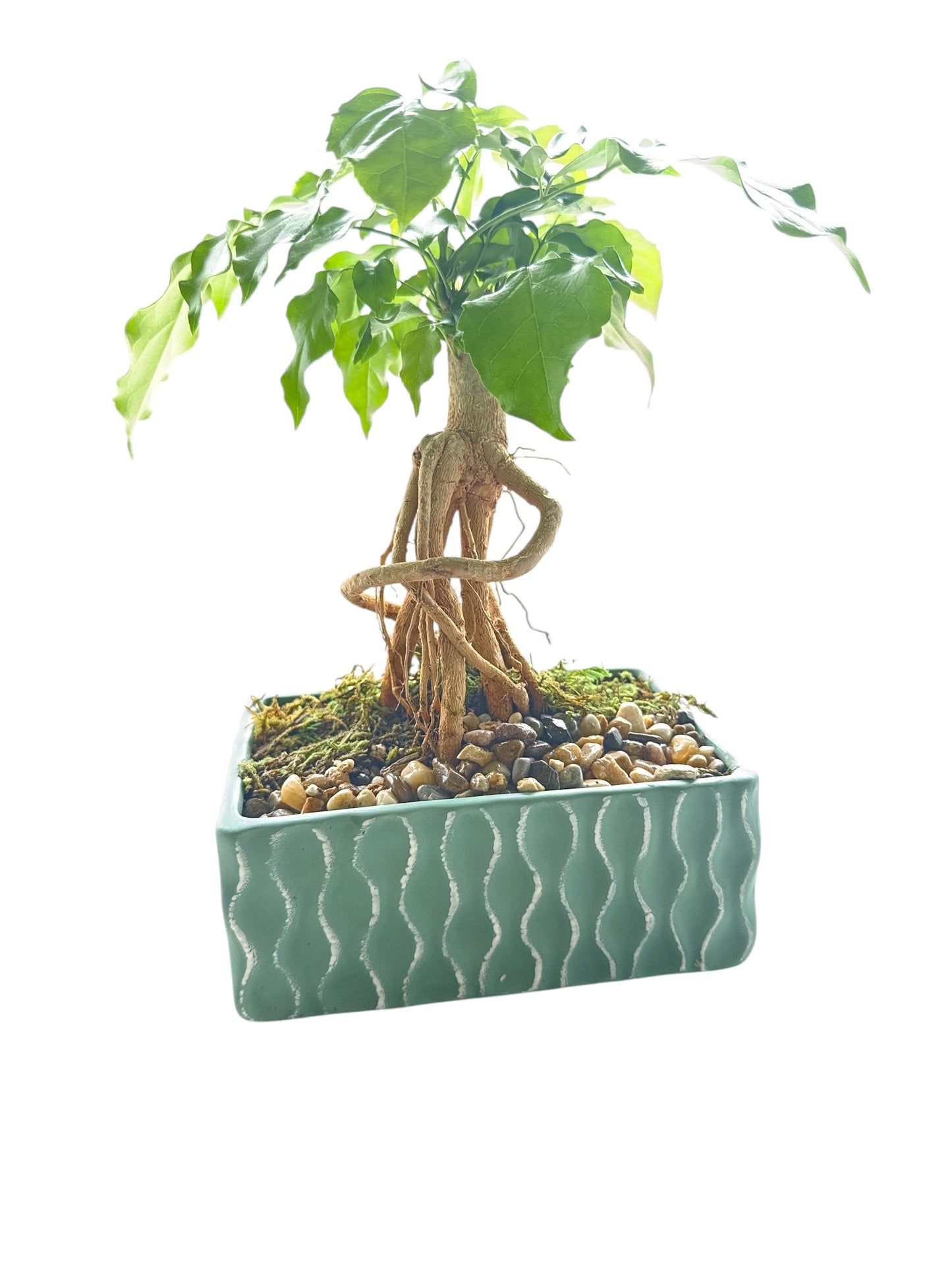 Coastal Reserve Bonsai