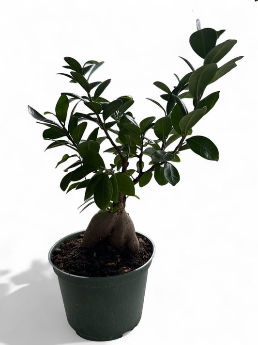 6" Ficus Ginseng