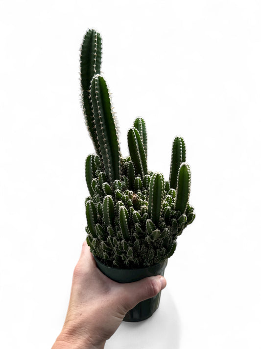 4” Cactus Fairy Castle