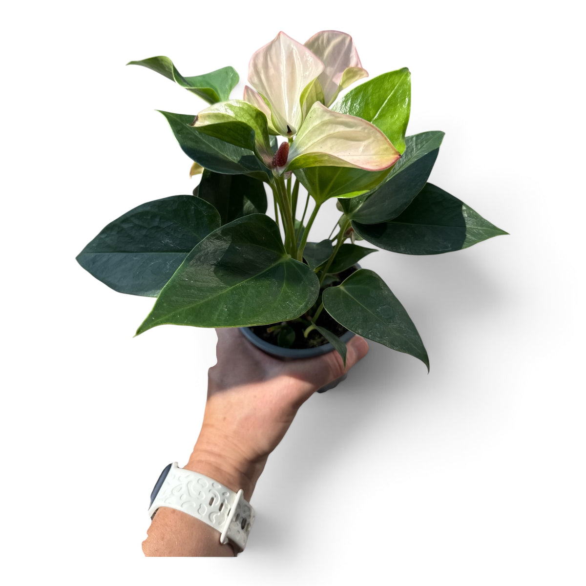4" Anthurium