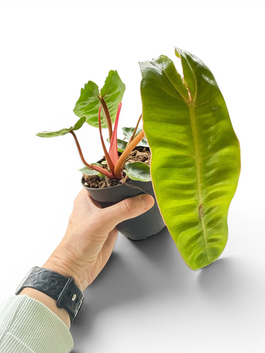 4" Philodendron Billietiae