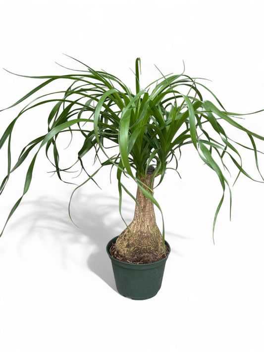 6" Palm Ponytail Stump