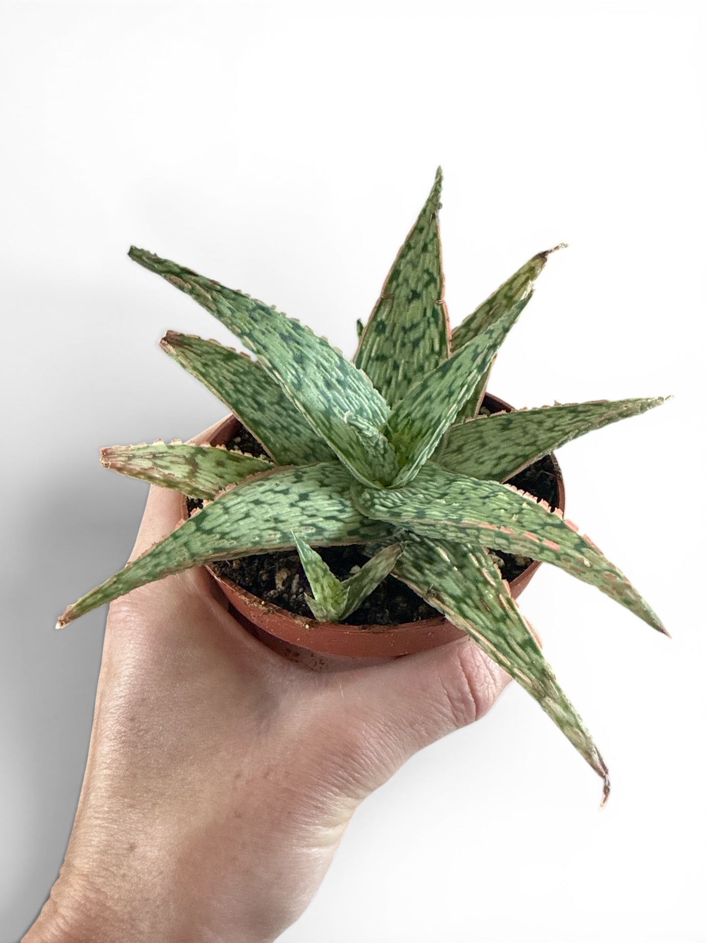 4" Compact Aloe