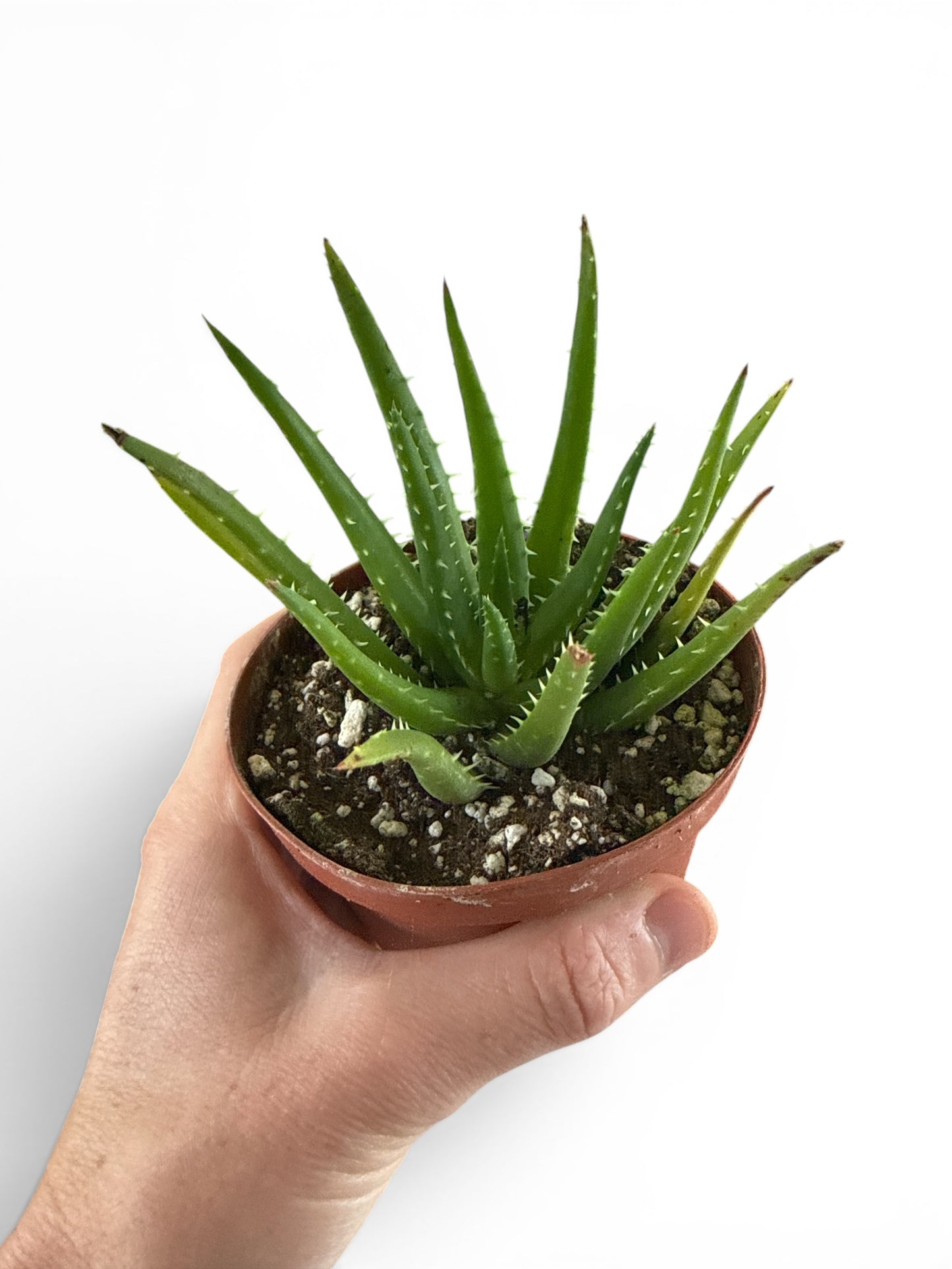 4" Compact Aloe