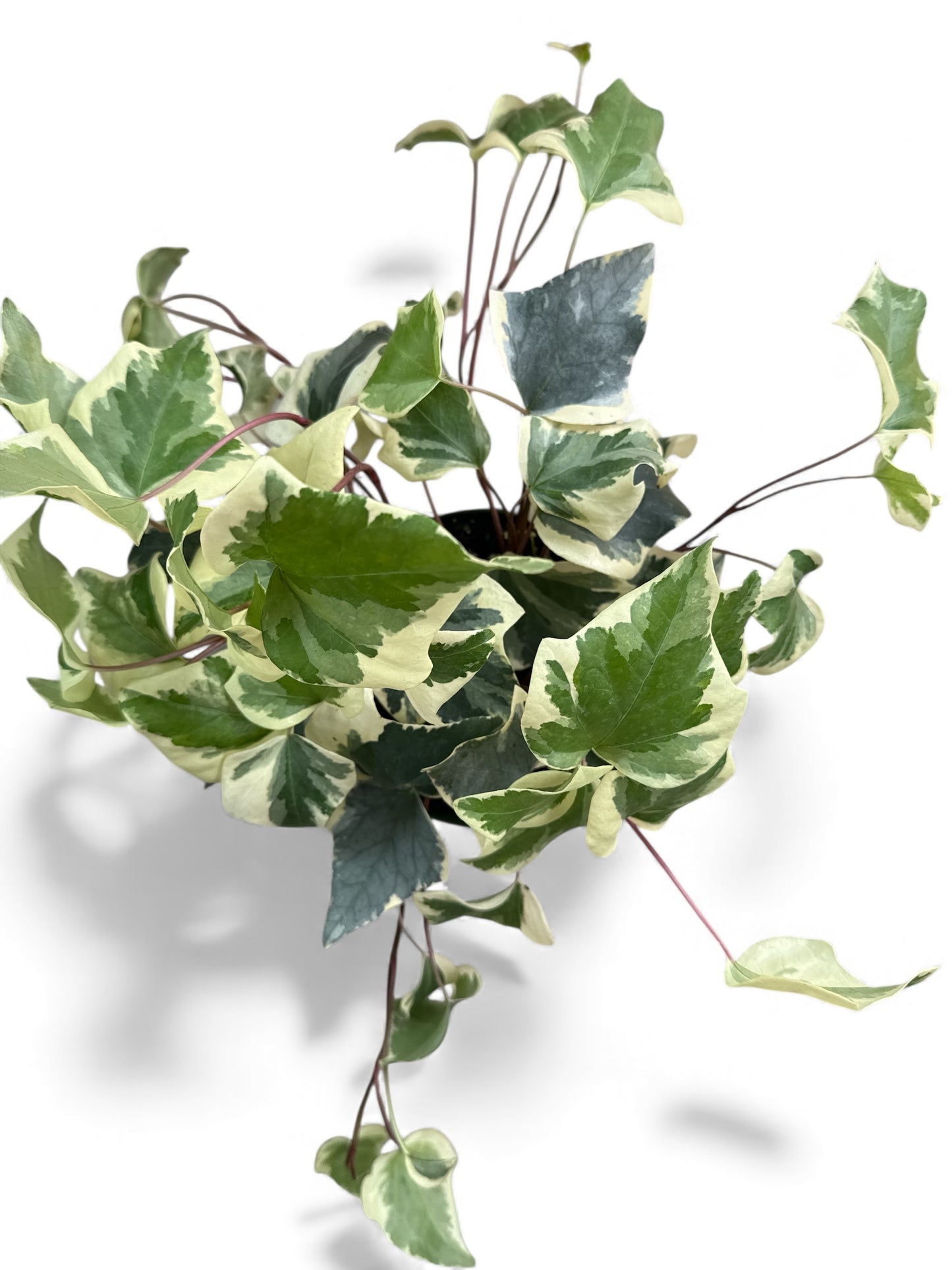 6” Ivy Algerian Variegated