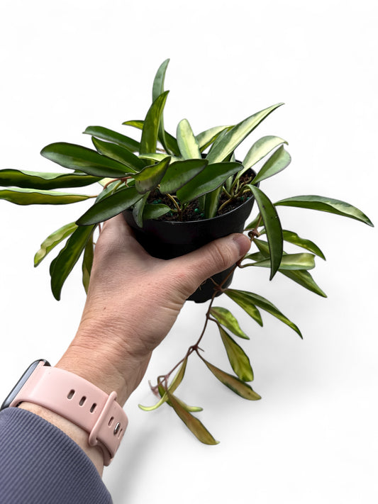 4” Hoya Premium Wayetti