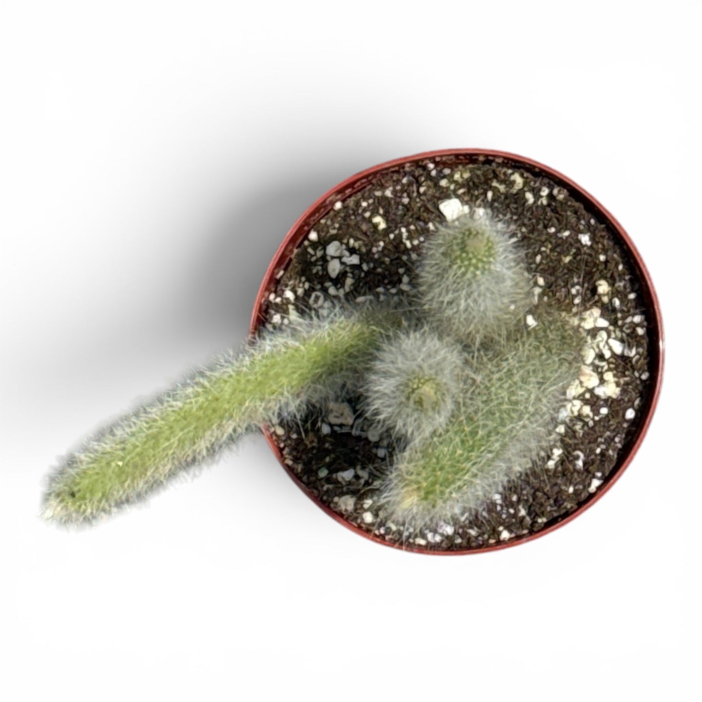 4” Cactus Foxtail