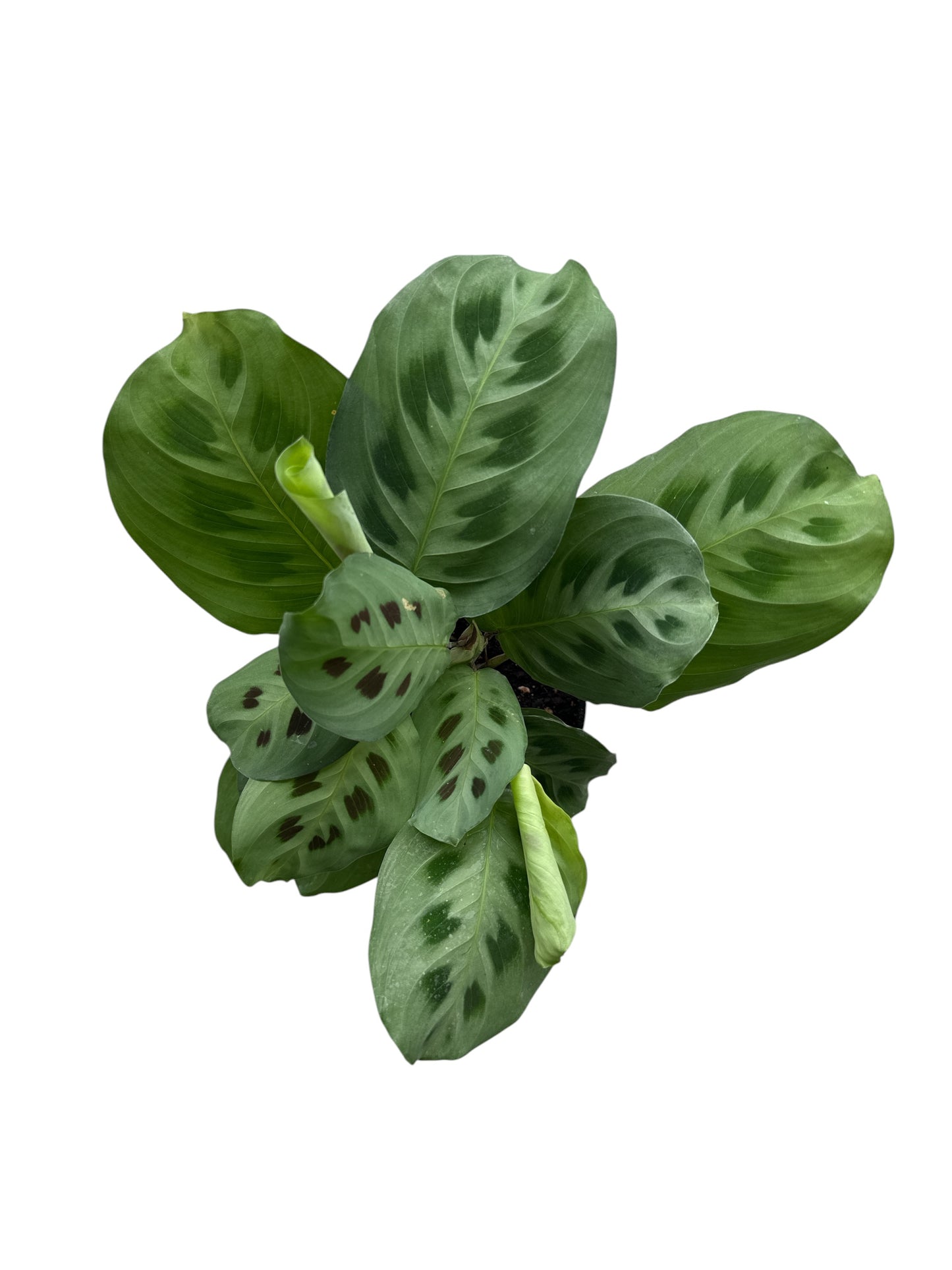 4" Maranta Green