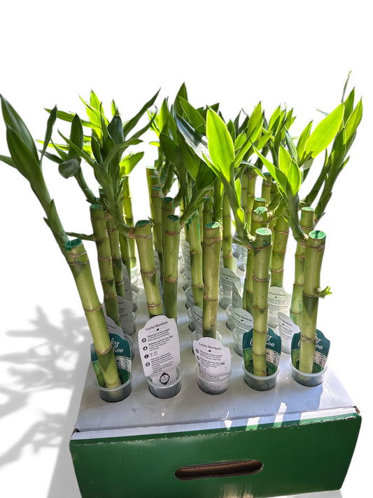 Lucky Bamboo Sticks