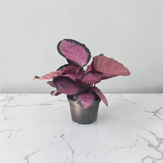 6" Calathea Purple Rose