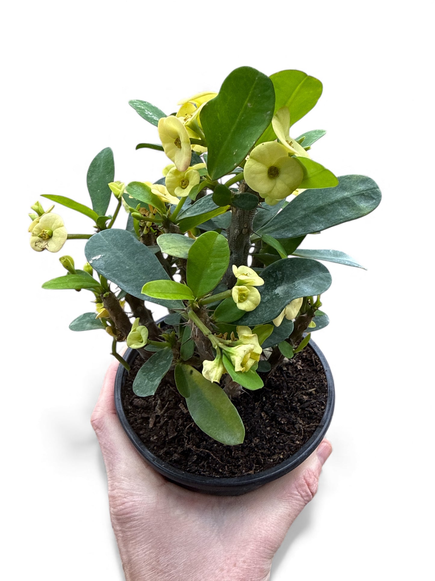 5” Crown of Thorns