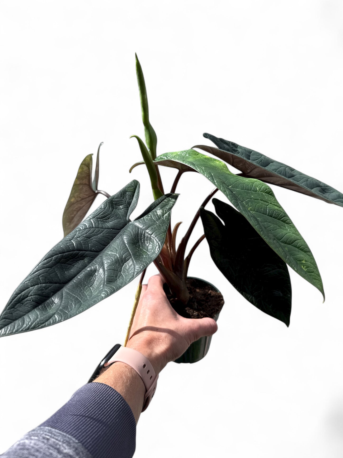 4” Alocasia Scalprum