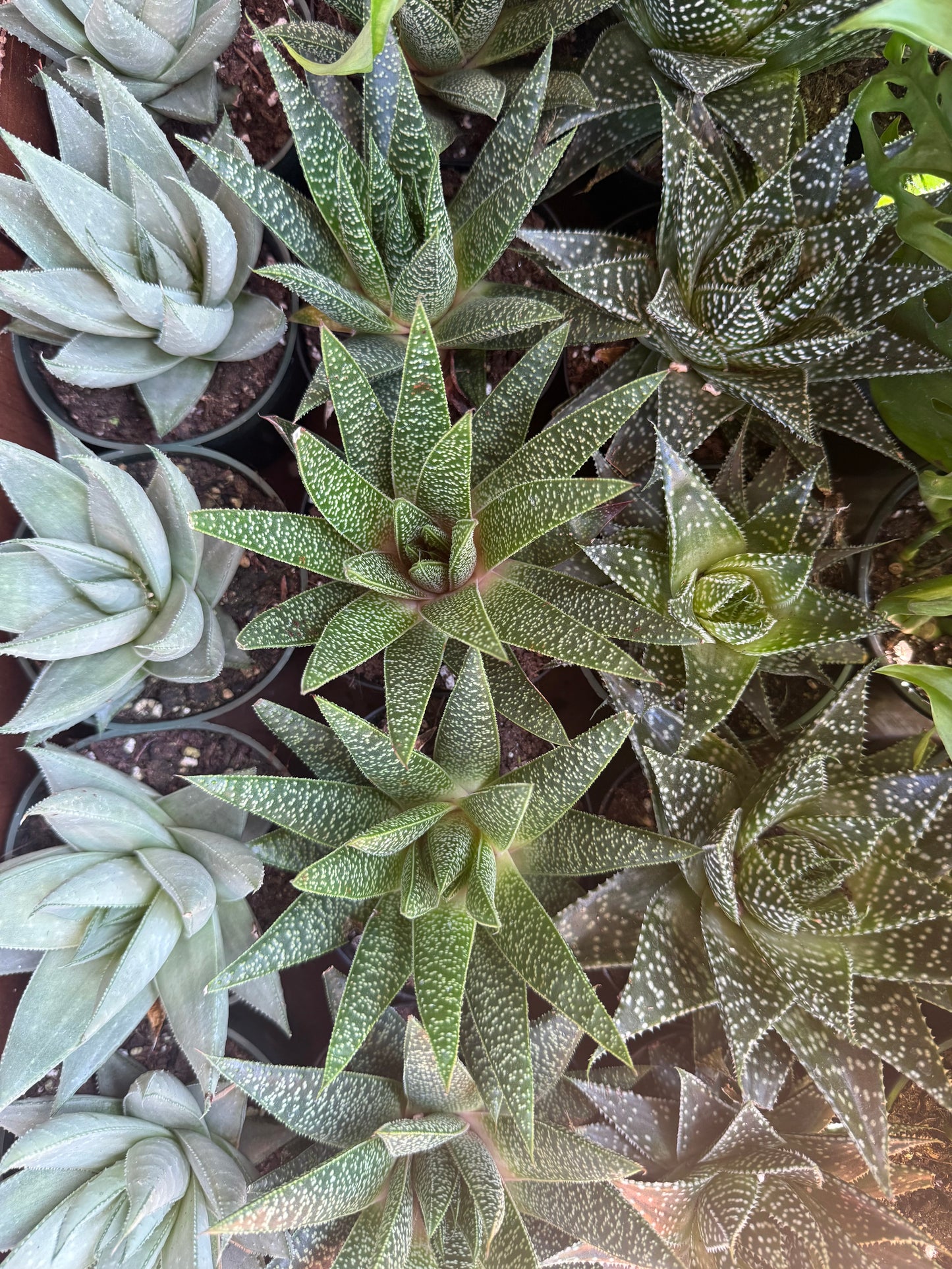 4” Haworthia Gasteria Mix