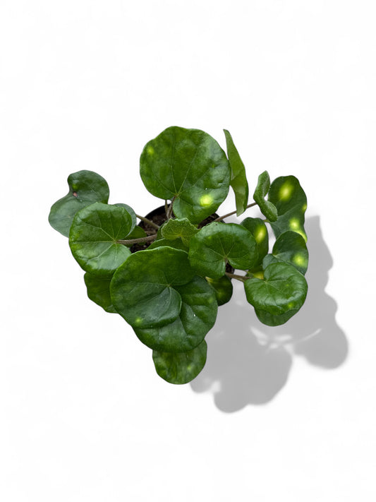 4” Farfugium Firefly