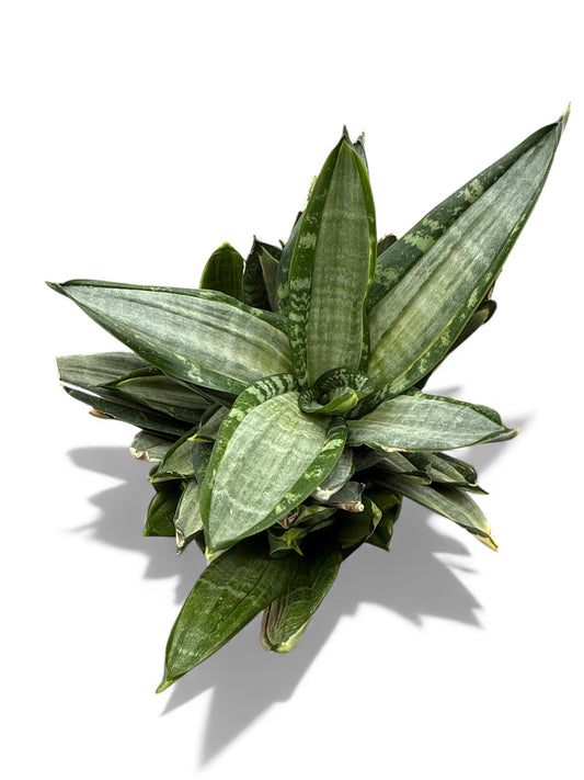 5” Sansevieria Birdnest Silver Frost