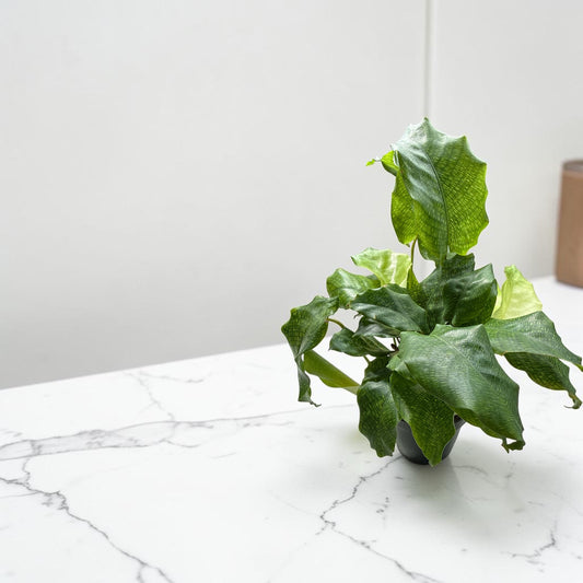 4” Calathea Network