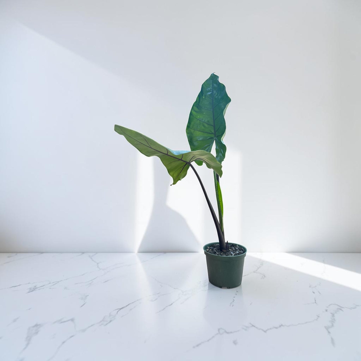 6” Alocasia Black Stem