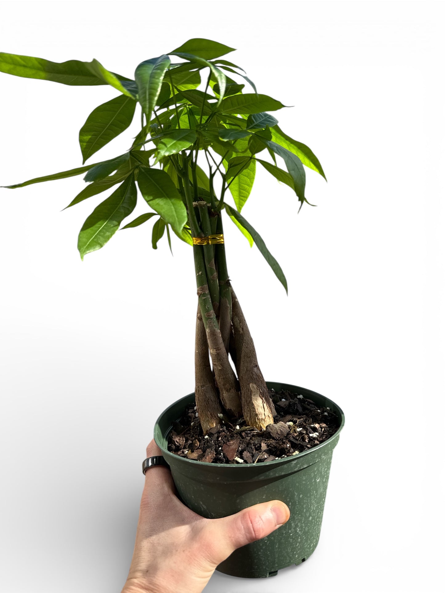 6" Money Tree Braid