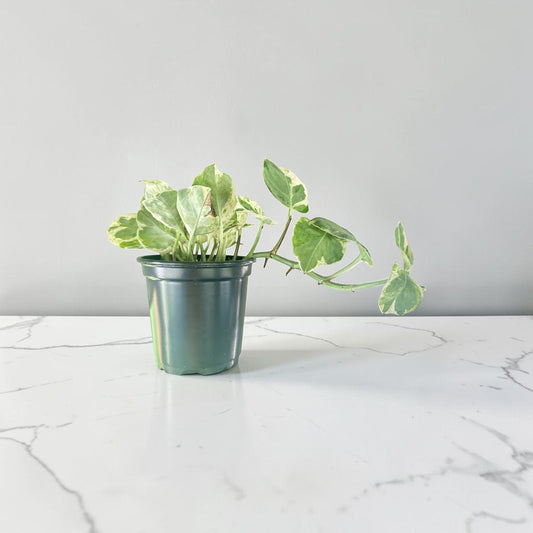 4” Pothos Pearls & Jade
