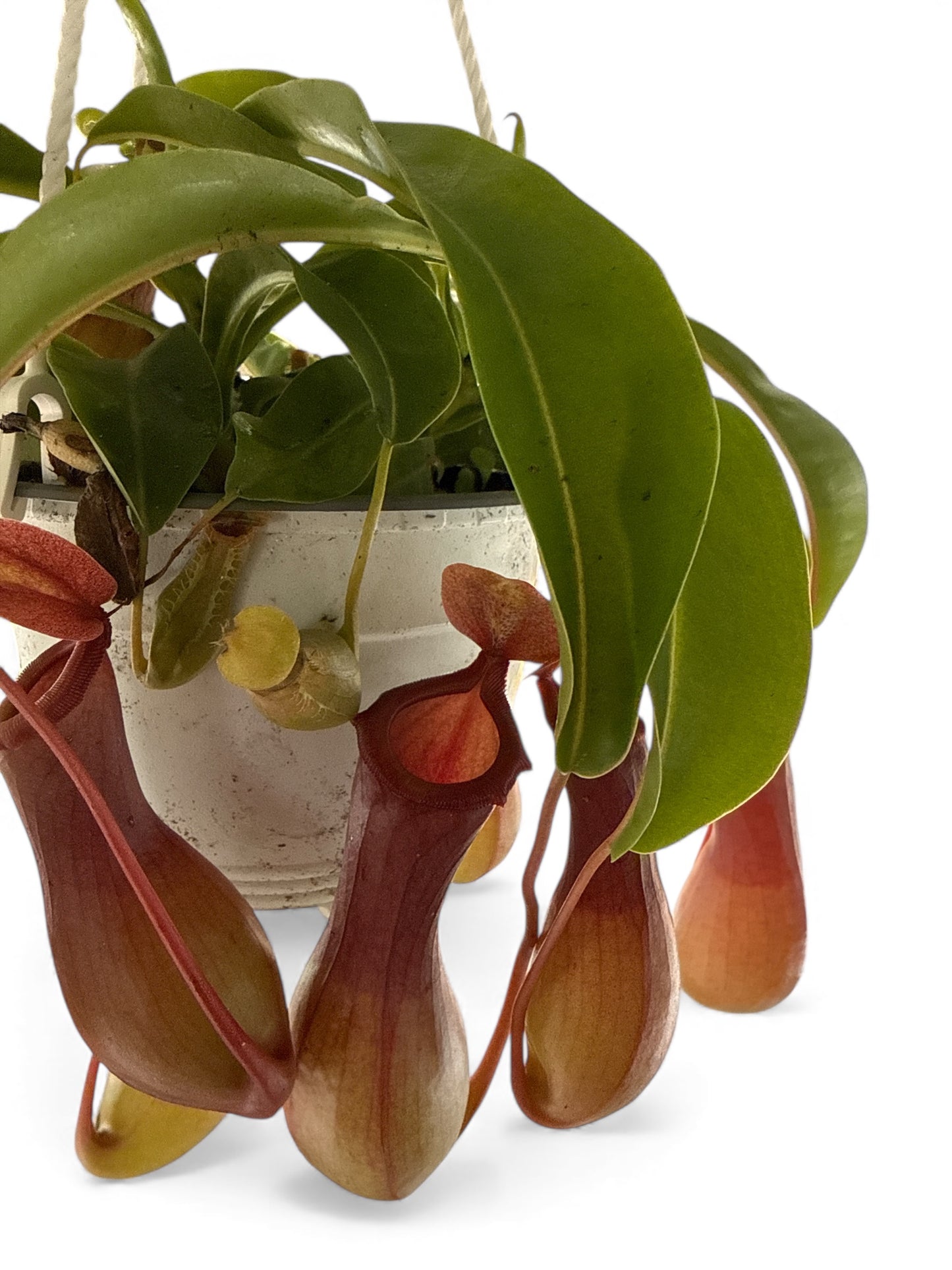 6” Pitcher Plant HB