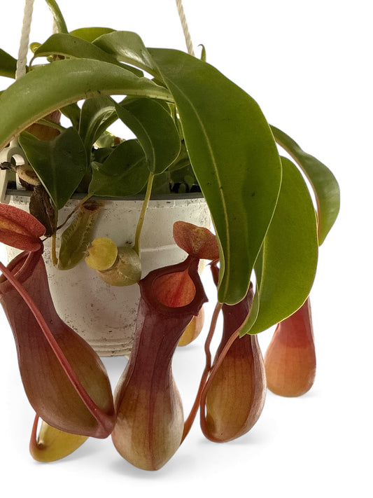 6” Pitcher Plant HB