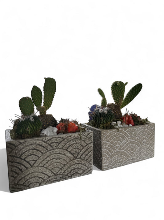 Cactus Garden in Breeze