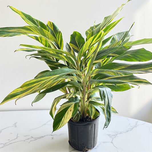 10" Ginger Variegated