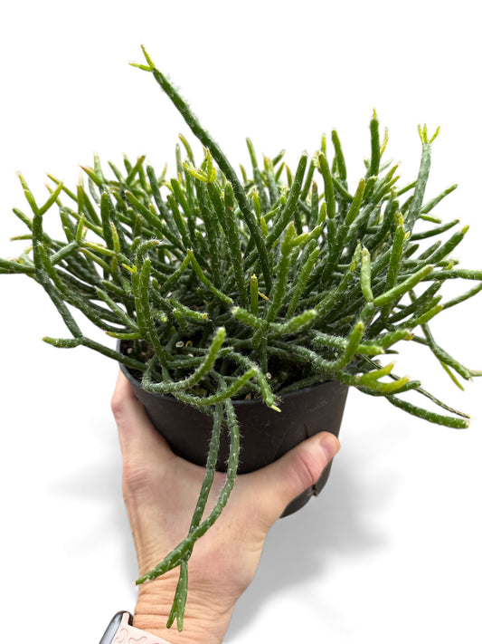 6” Cactus Mistletoe